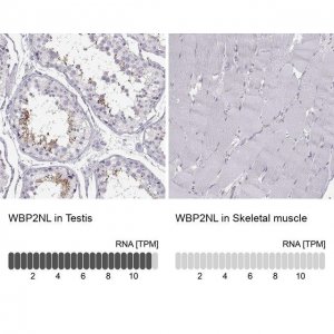 Anti-WBP2NL antibody produced in rabbit 
