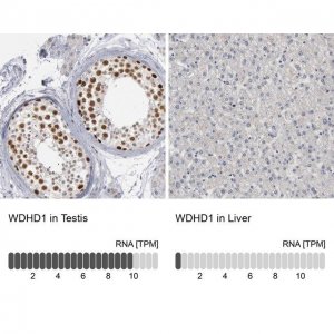 Anti-WDHD1 antibody produced in rabbit 