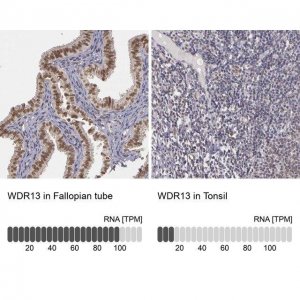 Anti-WDR13 antibody produced in rabbit 