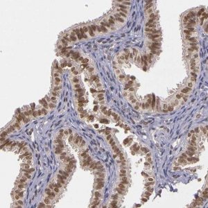 Anti-WDR13 antibody produced in rabbit 