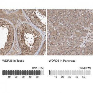 Anti-WDR26 antibody produced in rabbit 