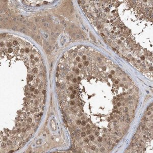 Anti-WDR26 antibody produced in rabbit 