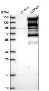 Anti-WDR44 antibody produced in rabbit 