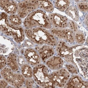 Anti-WDR44 antibody produced in rabbit 