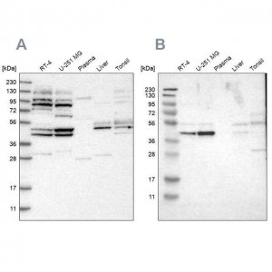Anti-WDR53 antibody produced in rabbit 