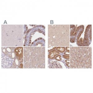 Anti-WDR54 antibody produced in rabbit 