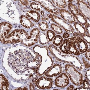 Anti-WDR55 antibody produced in rabbit HPA043470-100UL