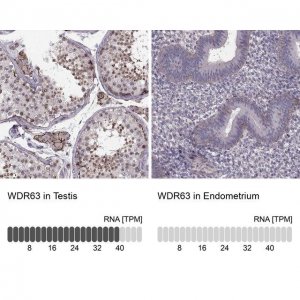 Anti-WDR63 antibody produced in rabbit 