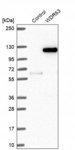 Anti-WDR63 antibody produced in rabbit 