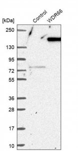 Anti-WDR66 antibody produced in rabbit 