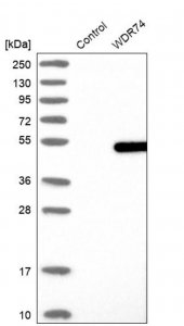 Anti-WDR74 antibody produced in rabbit HPA038419-100UL