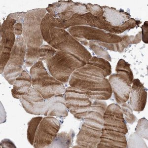 Anti-WDR74 antibody produced in rabbit HPA038419-100UL
