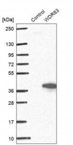 Anti-WDR83 antibody produced in rabbit 