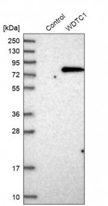 Anti-WDTC1 antibody produced in rabbit HPA028182-100UL