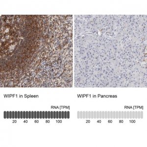 Anti-WIPF1 antibody produced in rabbit 