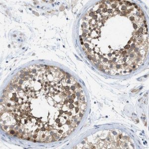 Anti-WIPI2 antibody produced in rabbit 