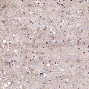 Anti-WNT10B antibody produced in rabbit 