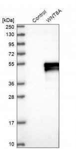 Anti-WNT8A antibody produced in rabbit 