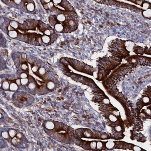 Anti-WNT8A antibody produced in rabbit 