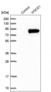 Anti-WSCD1 antibody produced in rabbit 
