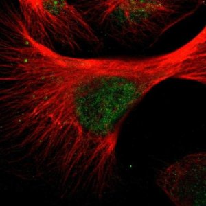Anti-WTAP antibody produced in rabbit HPA010549-100UL
