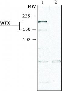 Anti-WTX (N-terminal) antibody produced in rabbit 