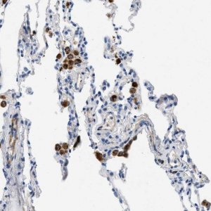 Anti-XCR1 antibody produced in rabbit 