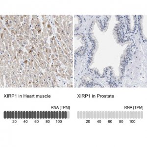 Anti-XIRP1 antibody produced in rabbit 