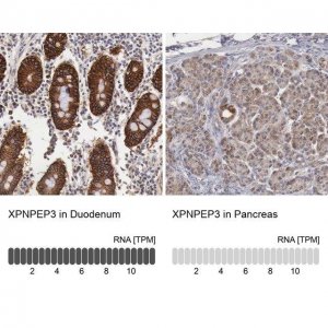 Anti-XPNPEP3 antibody produced in rabbit 