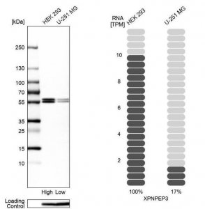 Anti-XPNPEP3 antibody produced in rabbit 
