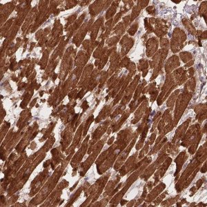 Anti-XPR1 antibody produced in rabbit 