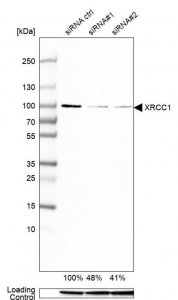 Anti-XRCC1 antibody produced in rabbit 