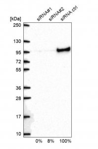 Anti-XRCC1 antibody produced in rabbit 