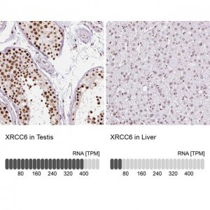 Anti-XRCC6 antibody produced in rabbit 