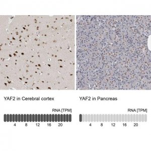 Anti-YAF2 antibody produced in rabbit 