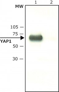 Anti-YAP1 (C-terminal) antibody produced in rabbit 