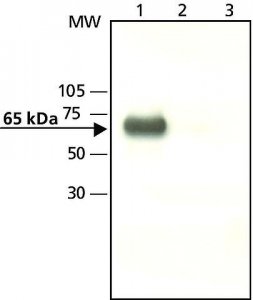 Anti-YAP1 (C-terminal) antibody produced in rabbit 