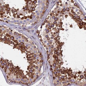 Anti-YBX1 antibody produced in rabbit HPA040304-100UL