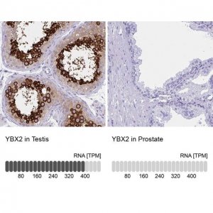 Anti-YBX2 antibody produced in rabbit 