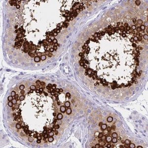Anti-YBX2 antibody produced in rabbit 