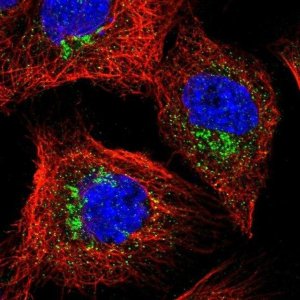Anti-YIPF3 antibody produced in rabbit 