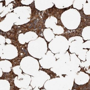 Anti-YOD1 antibody produced in rabbit 