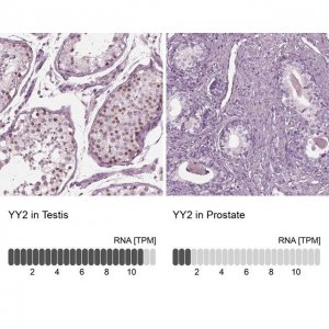 Anti-YY2 antibody produced in rabbit 