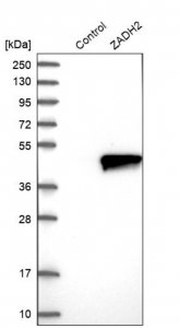 Anti-ZADH2 antibody produced in rabbit 