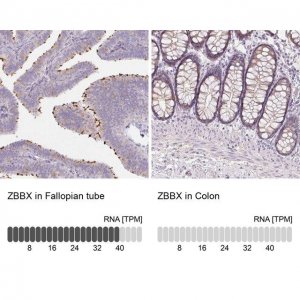 Anti-ZBBX antibody produced in rabbit 
