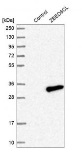 Anti-ZBED6CL antibody produced in rabbit 