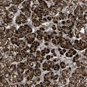 Anti-ZBED6CL antibody produced in rabbit 
