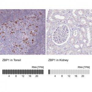 Anti-ZBP1 antibody produced in rabbit 