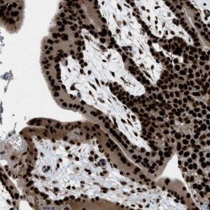 Anti-ZBTB10 antibody produced in rabbit 