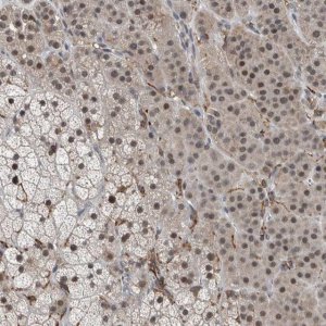 Anti-ZBTB21 antibody produced in rabbit 
